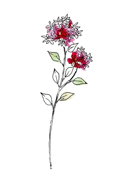 Květinové Čáry Umění Akvarel Malba Design Květiny Ručně Kreslený Náčrt — Stock fotografie