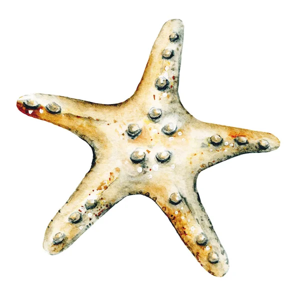 Decoración Marina Acuarela Pintura Estrella Mar Aislada Sobre Fondo Blanco — Foto de Stock