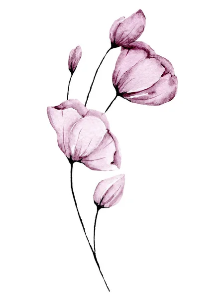 Kwitnące Kwiaty Akwarela Izolowane Białym Tle Koncepcja Dekoracji — Zdjęcie stockowe