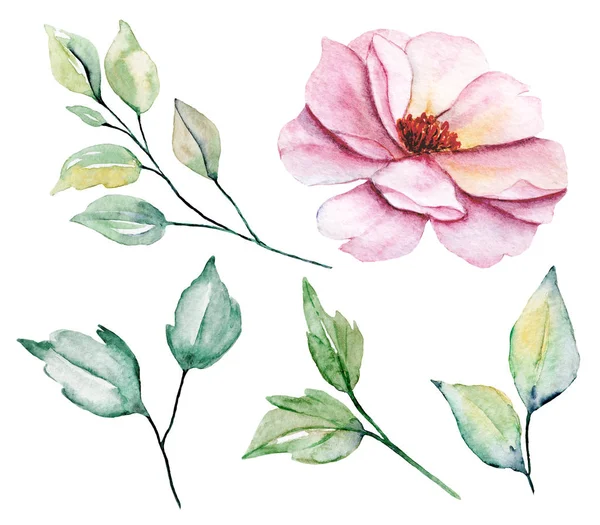 Zestaw Akwareli Kwiatowy Rysunek Vintage Dekoracji — Zdjęcie stockowe