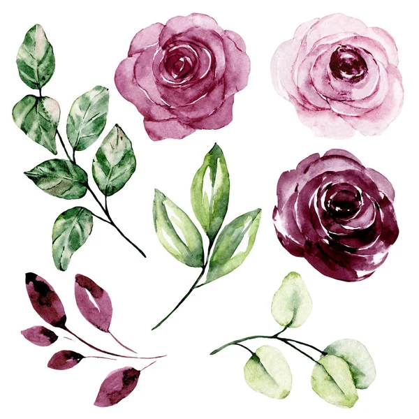 Set of watercolor floral drawing, vintage decoration