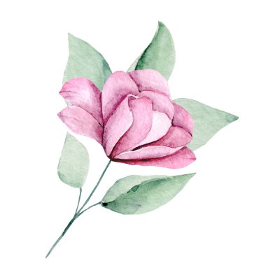  Beyaz arka planda el resmi, suluboya çiçek sanatı konsepti