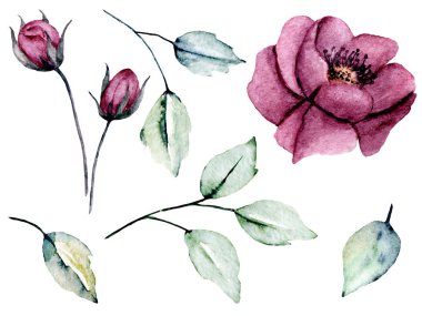 Bir dizi suluboya çiçek çizimi, klasik dekorasyon.