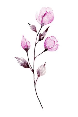 Çiçek açan suluboya çiçekleri beyaz arkaplanda izole edilmiş, dekorasyon konsepti 