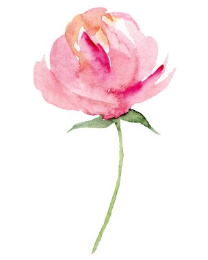  Beyaz arka planda el resmi, suluboya çiçek sanatı konsepti