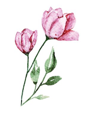 Çiçek açan suluboya çiçekleri beyaz arkaplanda izole edilmiş, dekorasyon konsepti 