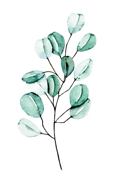 Suluboya Yeşil Bitki Beyaz Arkaplanda Boyaması Çiçek Tasarımı — Stok fotoğraf