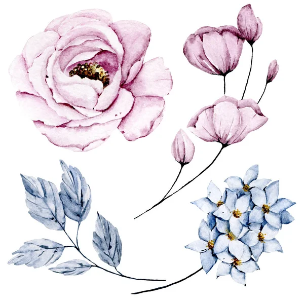 Set Watercolor Floral Drawing Vintage Decoration — 스톡 사진