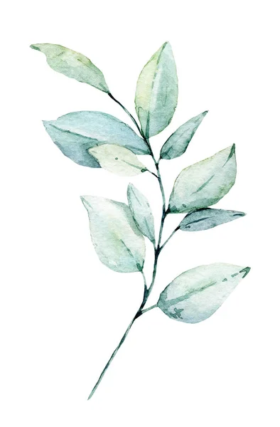 Aquarela Planta Verde Mão Pintura Design Floral Fundo Branco — Fotografia de Stock