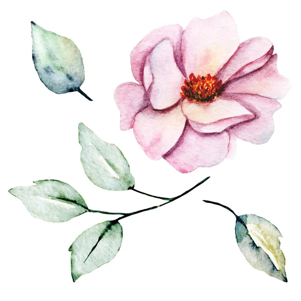 Hand Painting Flower White Background Watercolor Floral Art Concept — 스톡 사진