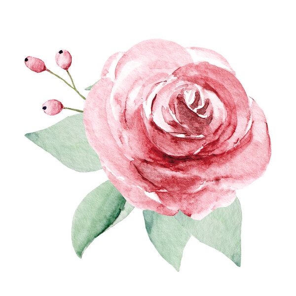  Hand painting flower on white background, watercolor floral art concept