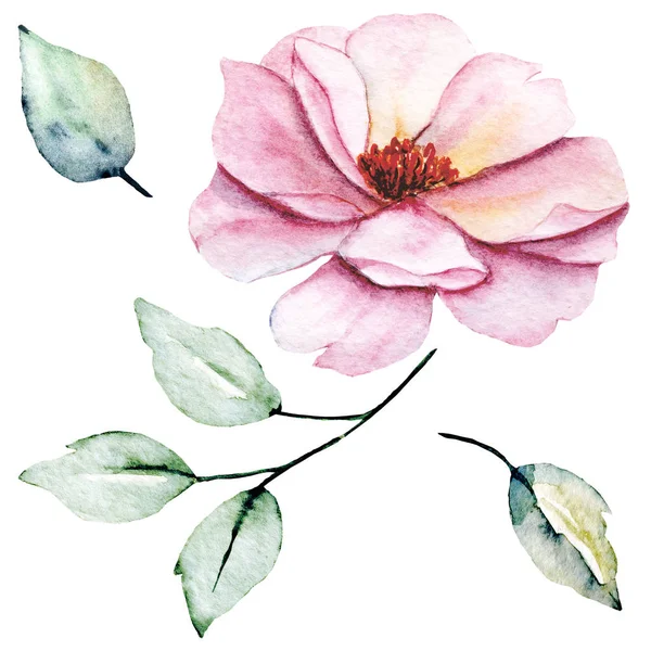 Hand Painting Flower White Background Watercolor Floral Art Concept — 스톡 사진