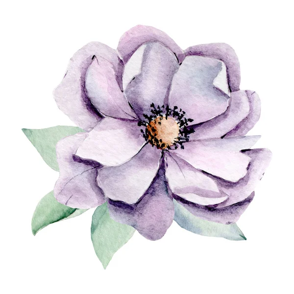 Hand Painting Flower White Background Watercolor Floral Art Concept — 스톡 사진