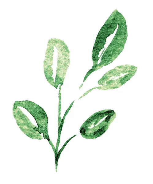 Aquarelgroene Plant Hand Schilderen Bloemmotief Witte Achtergrond — Stockfoto