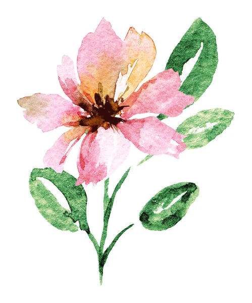 Hand Painting Flower White Background Watercolor Floral Art Concept — Stock Photo, Image