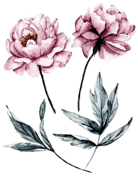 Set Van Aquarel Bloemen Tekening Vintage Decoratie — Stockfoto