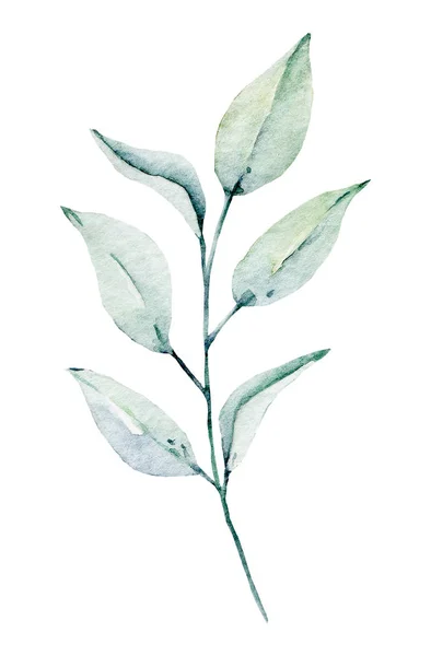 Plante Aquarelle Verte Peinture Main Motif Floral Sur Fond Blanc — Photo