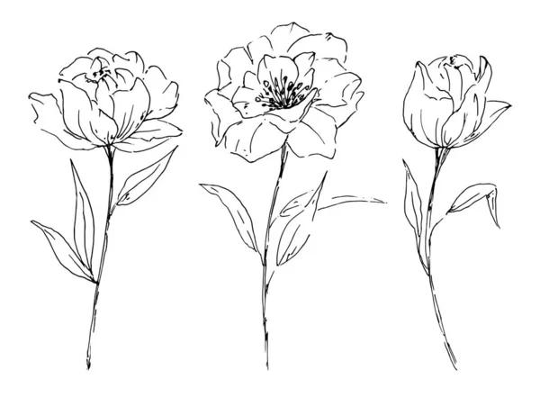 Set Floral Line Art Hand Painting Sketch Watercolor Elements — 스톡 사진