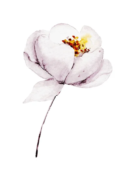 Hand Schilderen Bloem Witte Achtergrond Aquarel Bloemen Kunst Concept — Stockfoto