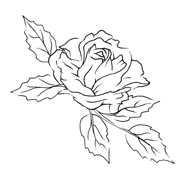 Floral Γραμμή Τέχνης Ακουαρέλα Ζωγραφική Λουλούδι Ζωγραφισμένα Στο Χέρι Σκίτσο — Φωτογραφία Αρχείου
