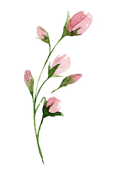 Kwitnące Kwiaty Akwarela Izolowane Białym Tle Koncepcja Dekoracji — Zdjęcie stockowe