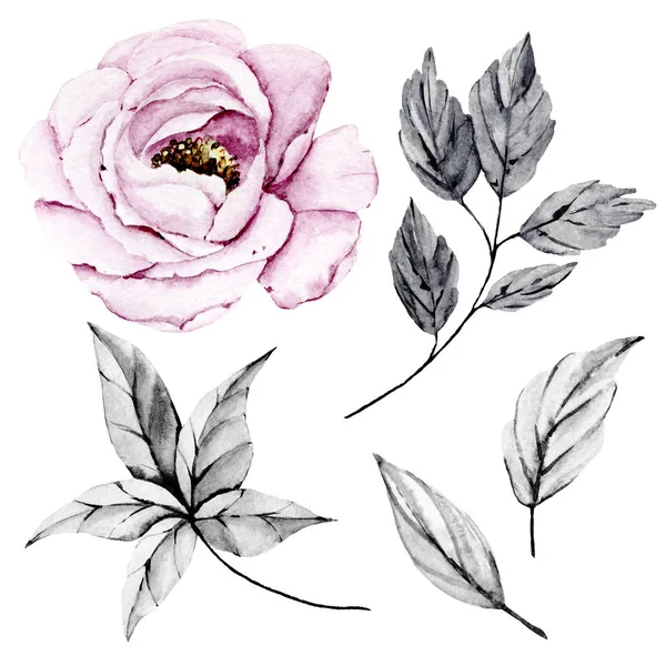 Set Watercolor Floral Drawing Vintage Decoration — 스톡 사진