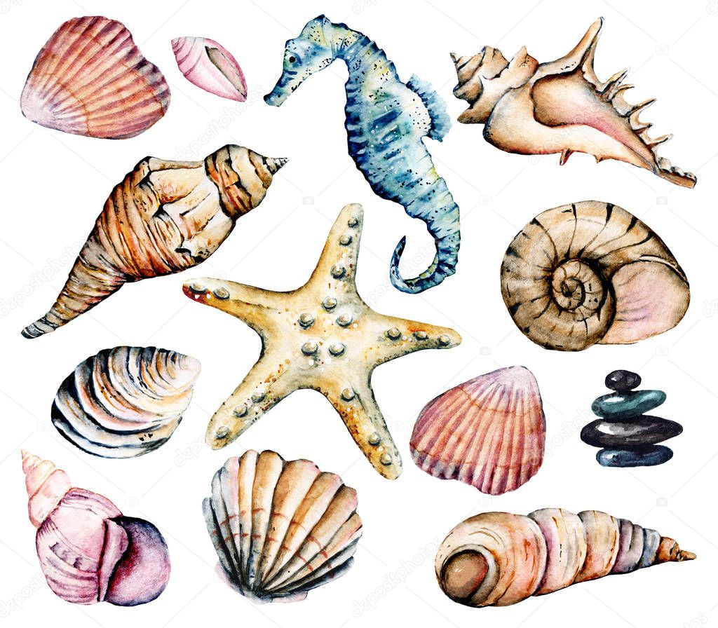 Seashells set, marine scenery. Watercolor seahorse, starfish and other shells.