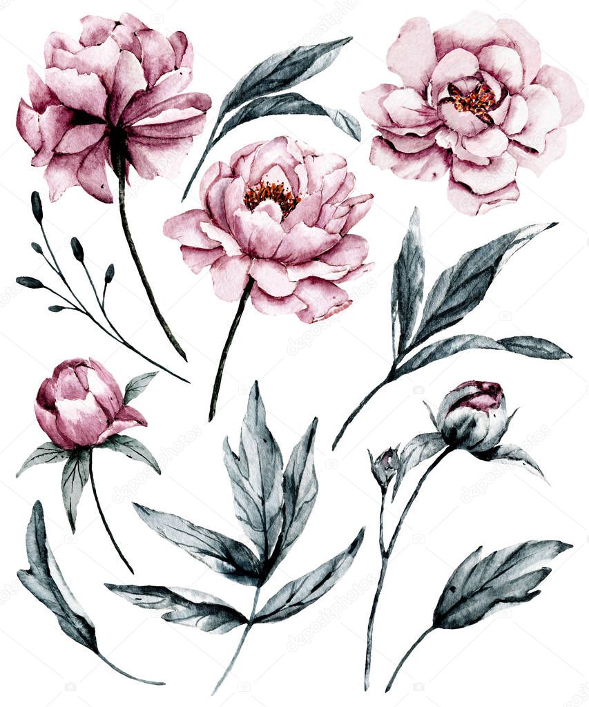 Set of watercolor floral drawing, vintage decoration