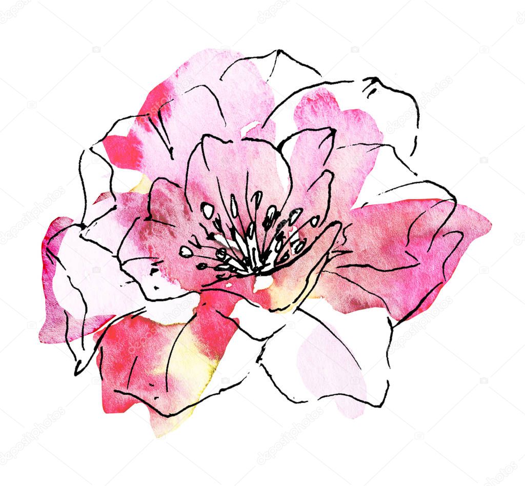 Floral line art, watercolor painting design flower, hand drawn sketch.