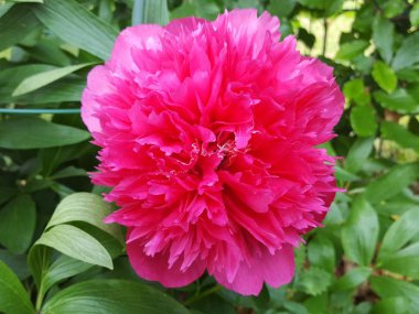 Pembe şakayığa yakın çekim