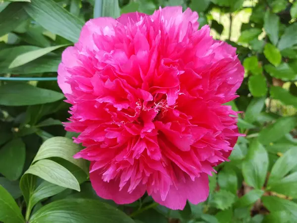 Pembe şakayığa yakın çekim