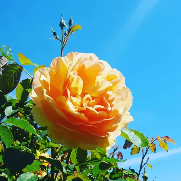 Closeup Rosa Rosa Com Estame Amarelo — Fotografia de Stock