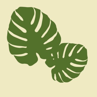 Set of Green monstera tropical leaves vector illustration, isolated on background