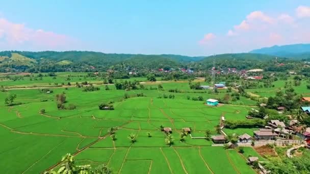 Aéreo Campos Arroz — Vídeo de Stock