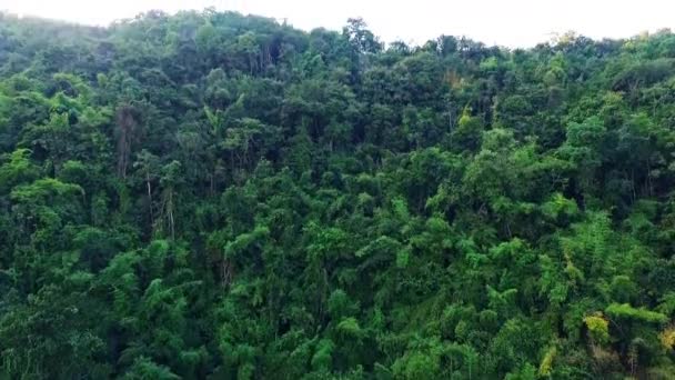 Revelación Aérea Del Bosque Verde Video de stock