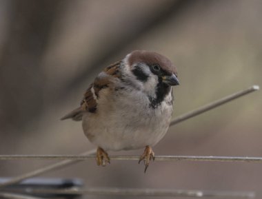 Serçeler yiyecek arıyor.