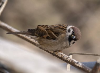 Serçeler yiyecek arıyor.