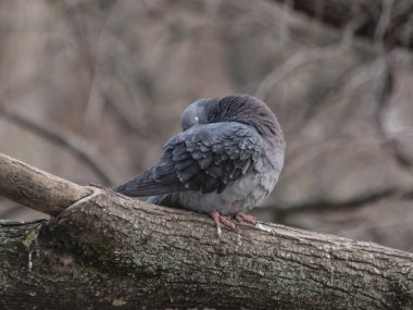 konutun yanındaki mavi güvercin
