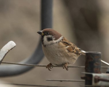 Serçeler yiyecek arıyor.