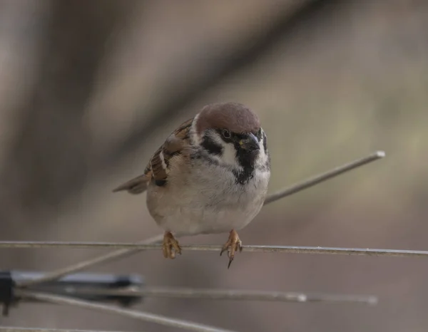 Field Sparrows Looking Food — 스톡 사진