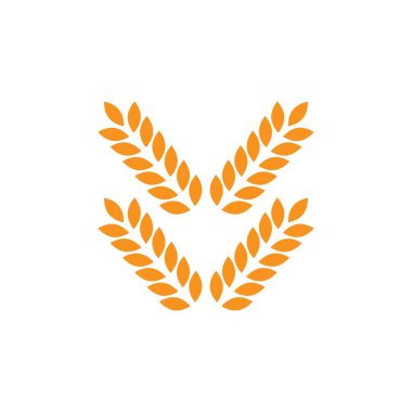 Tarım buğday vektör grafik şablonu izole edildi