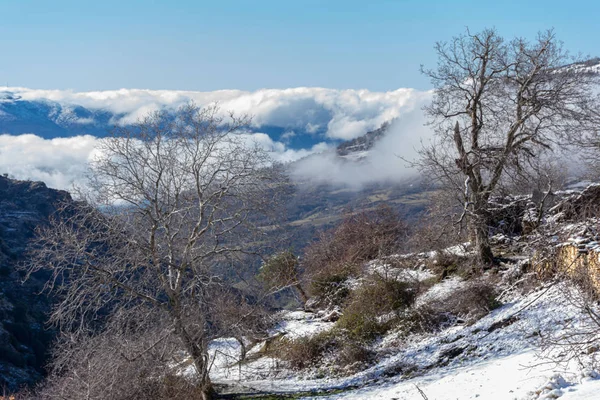 Tipico Paesaggio Invernale Con Alberi Innevati — Foto Stock