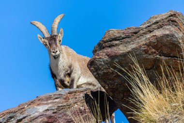 Male of mountain goat or capra pyrenaica in the natural park of Sierra Nevada, Spain.