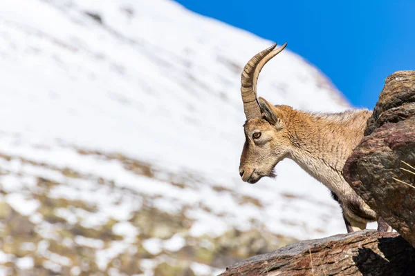 Maschio Capra Montagna Capra Pyrenaica Nel Parco Naturale Della Sierra — Foto Stock