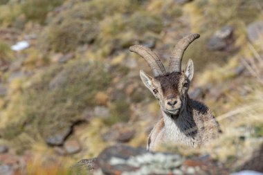 Male of mountain goat or capra pyrenaica in the natural park of Sierra Nevada, Spain.