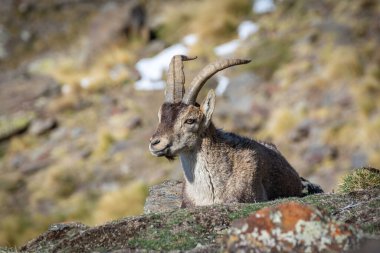 Male of mountain goat or capra pyrenaica in the natural park of Sierra Nevada, Spain.