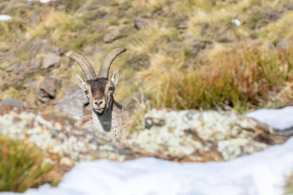 Maschio Capra Montagna Capra Pyrenaica Nel Parco Naturale Della Sierra — Foto Stock