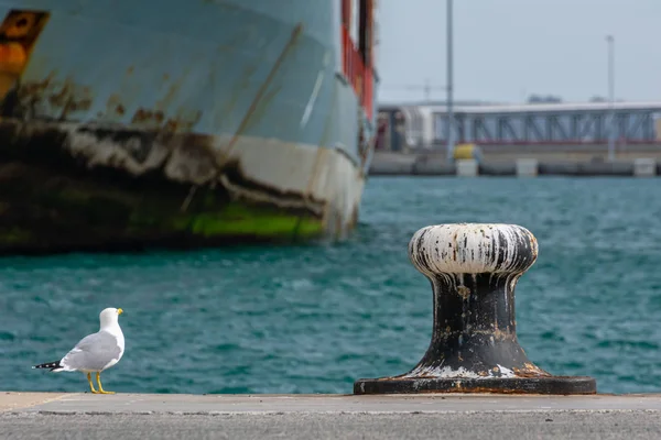 Pilona Para Amarre Barcos Manchados Por Excrementos Gaviota —  Fotos de Stock