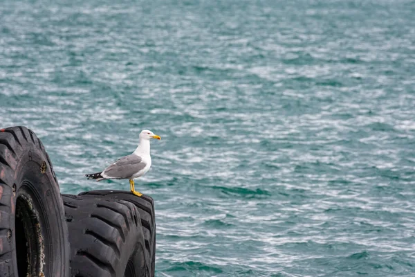 Gaviotas Encaramadas Sobre Enormes Ruedas Que Son Utilizadas Por Los —  Fotos de Stock