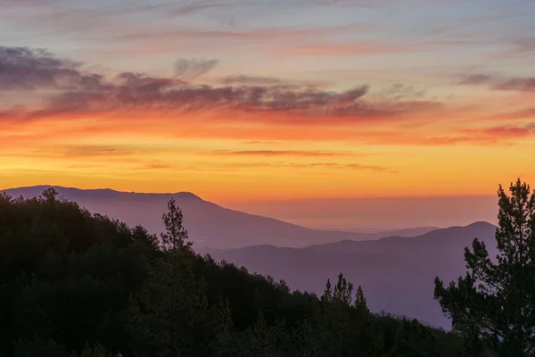 Landscape of mountains and pines at sunrise and seen from the heights
